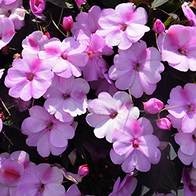 Plant Photo 6
