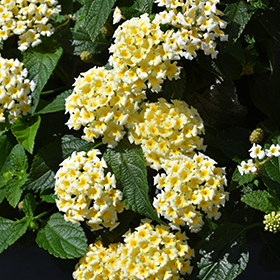 Plant Photo 4