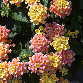 Plant Photo 3