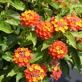 Plant Photo 5