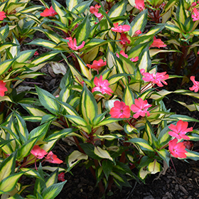 Plant Photo 9
