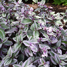Plant Photo 10