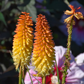 Plant Photo 1