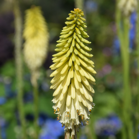 Plant Photo 2