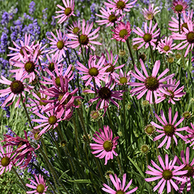 Plant Photo 2