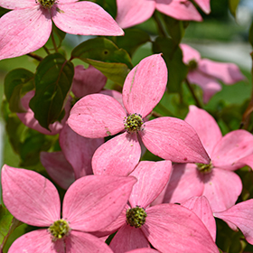 Plant Photo 10