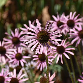 Plant Photo 3