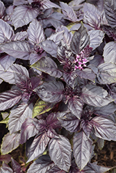 Red Rubin Basil Ocimum basilicum Red Rubin in Naperville