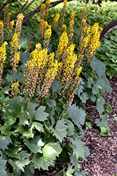 The Rocket Rayflower Ligularia The Rocket In Naperville Aurora Batavia Oswego Chicago Wheaton Illinois Il At The Growing Place